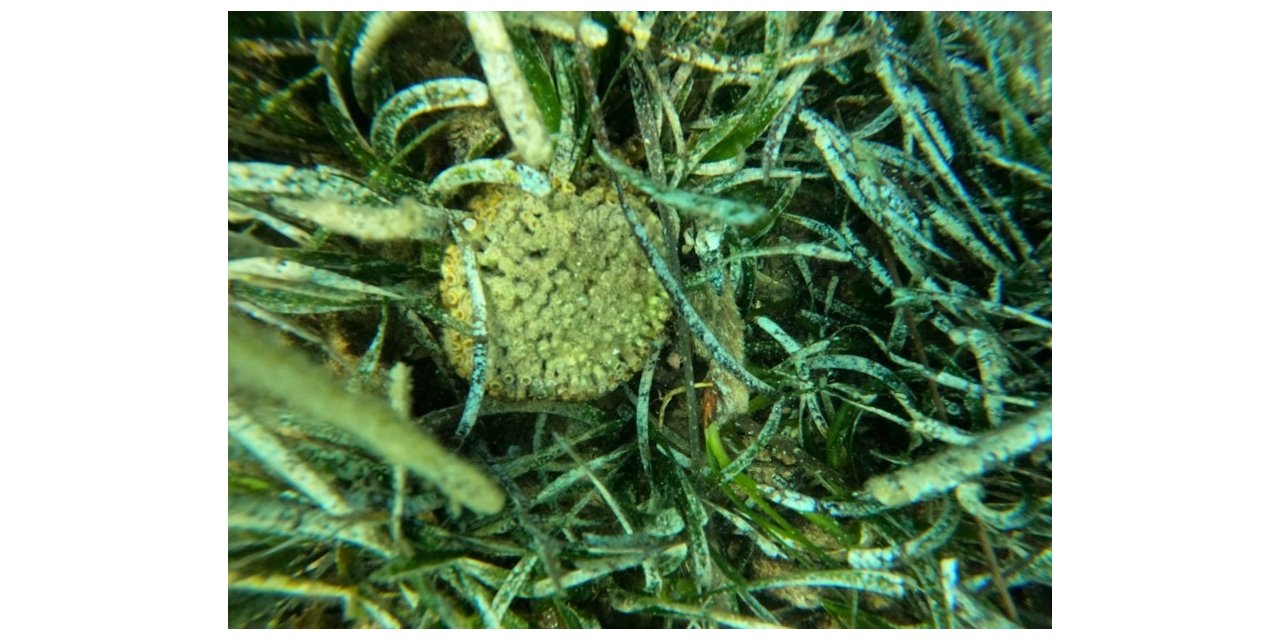 Ildır Körfezi’nde endemik taş mercan türü görüldü