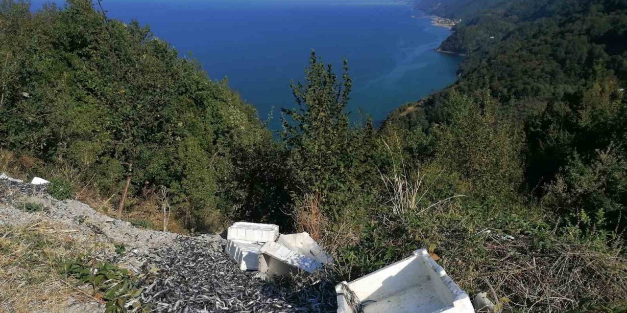 Kasalar dolusu balıkları yol kenarına attılar