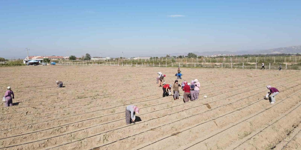 Efeler Belediyesi 4 futbol sahası büyüklüğündeki arazide şevketibostan üretiyor
