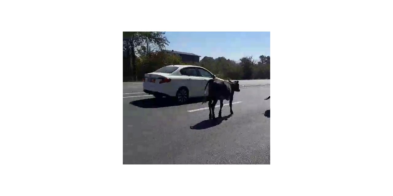 Büyükbaş hayvanlar sürücülere zor anlar yaşattı