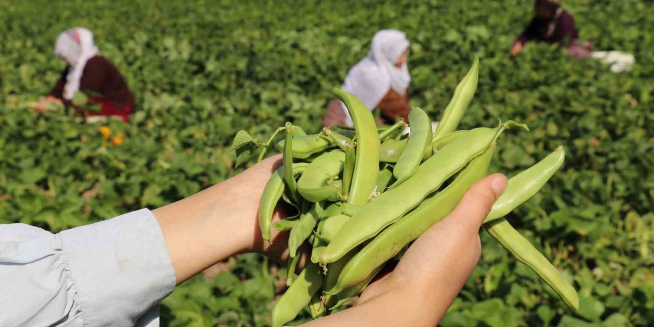 Van’ın ‘Gevaş fasulyesi’ tescillendi