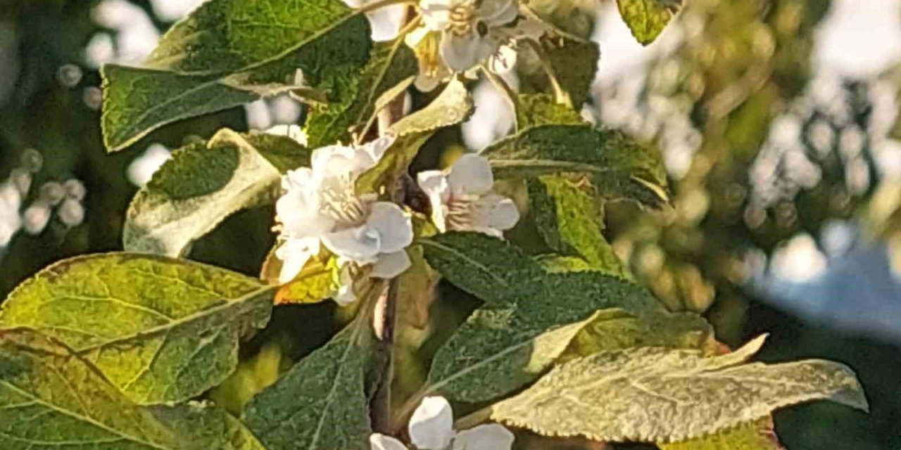 Çiçek açan erik ağacı şaşırttı