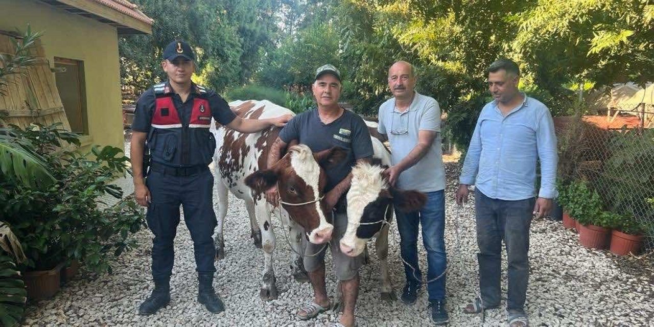 Jandarma çalınan büyükbaşları bularak sahibine teslim etti