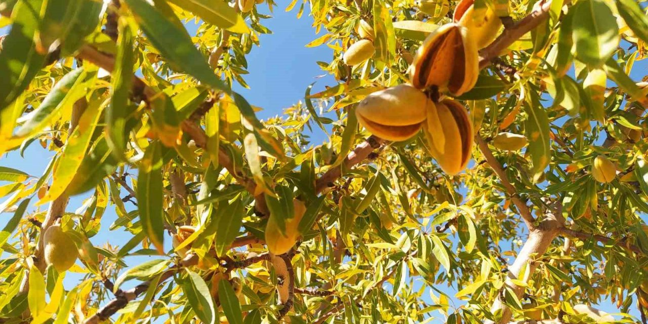 Sivas’ta yapılamaz denileni başardı, 10 yılın ardından hasada başladı