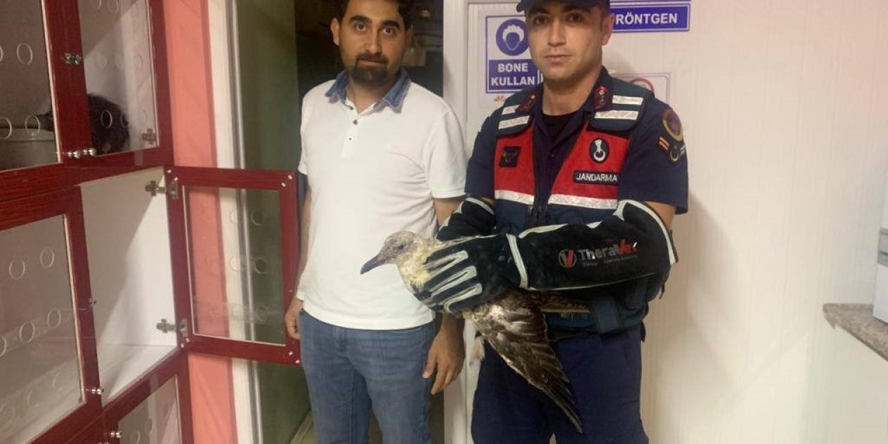 Jandarmadan yaralı martıya şefkat eli