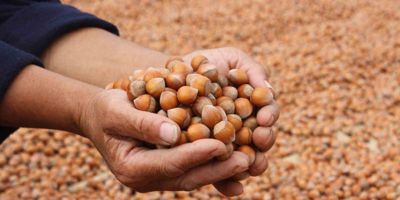 Ordu’da serbest piyasada fındık 100 lirayı aştı