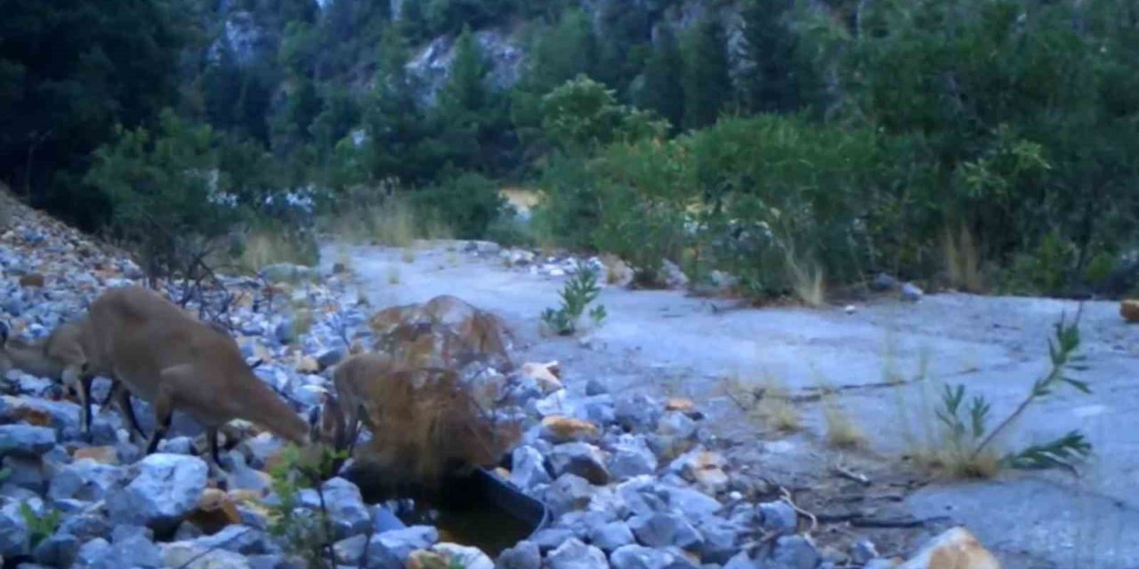 Antalya’da yaban keçi ailesi su içerken fotokapanla görüntülendi