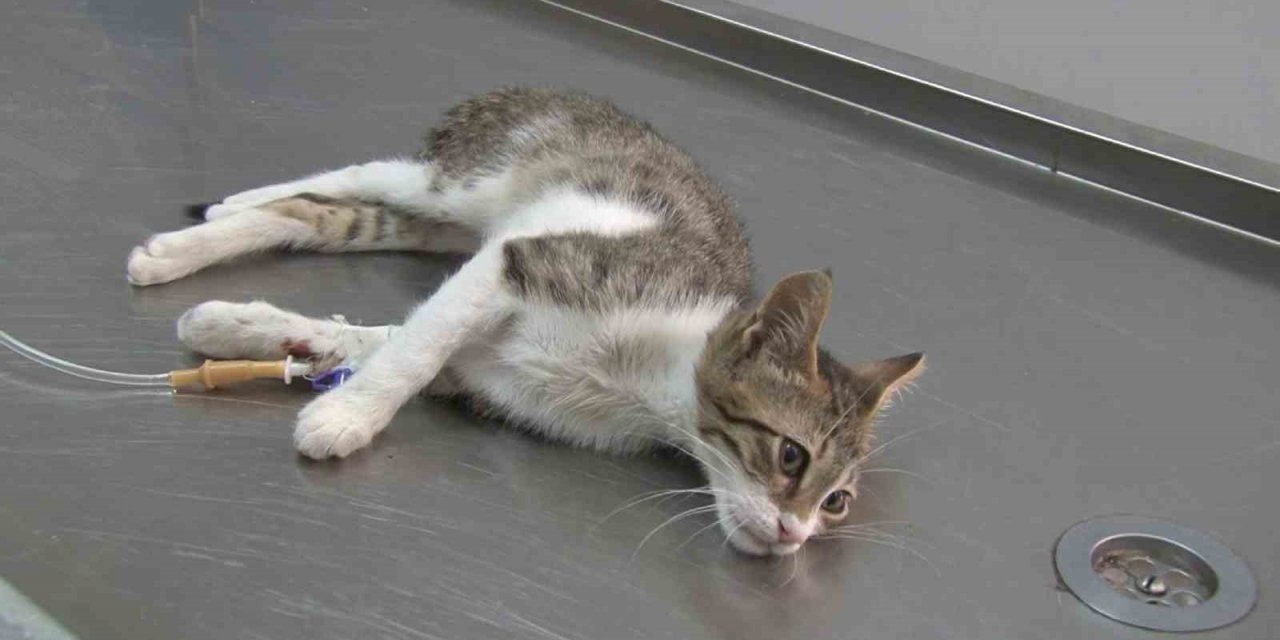 Dünyada gittikçe yaygınlaşıyor, ölümcül hastalıkların başında geliyor