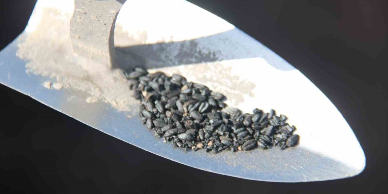 Bu buğday taneleri tarihe ışık tutacak