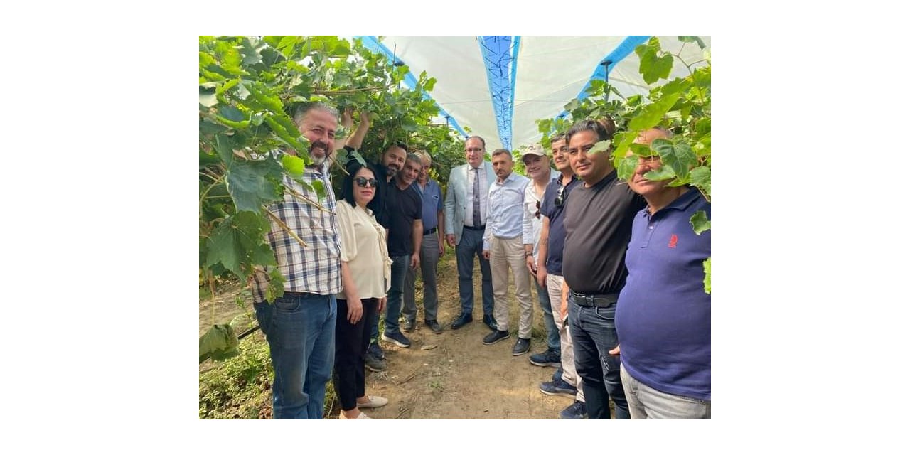 Sarıgöl’de örtü altı üzüm yetiştiriciliği yaygınlaştırılacak