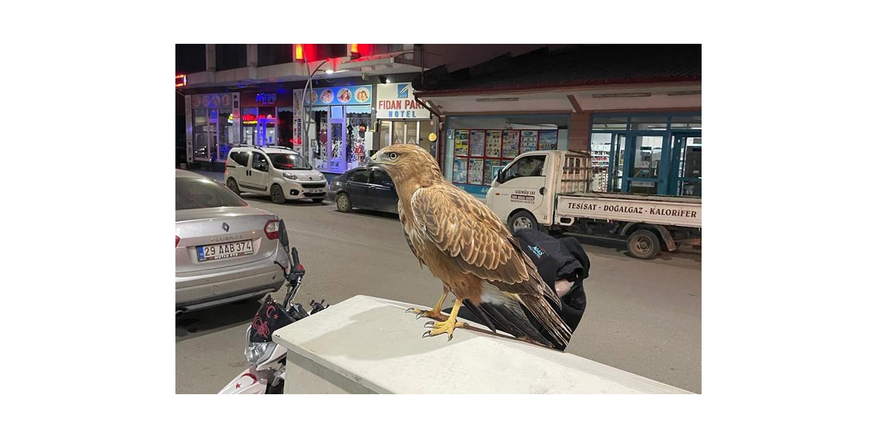 Bitkin halde bulunan şahin doğaya salındı