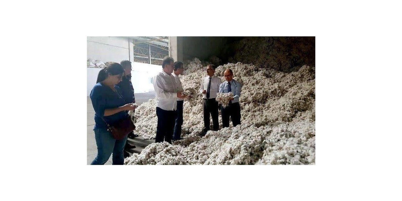 Söke’de pamuk hasadı kaliteyi korumak için denetlemeler gece gündüz sürecek