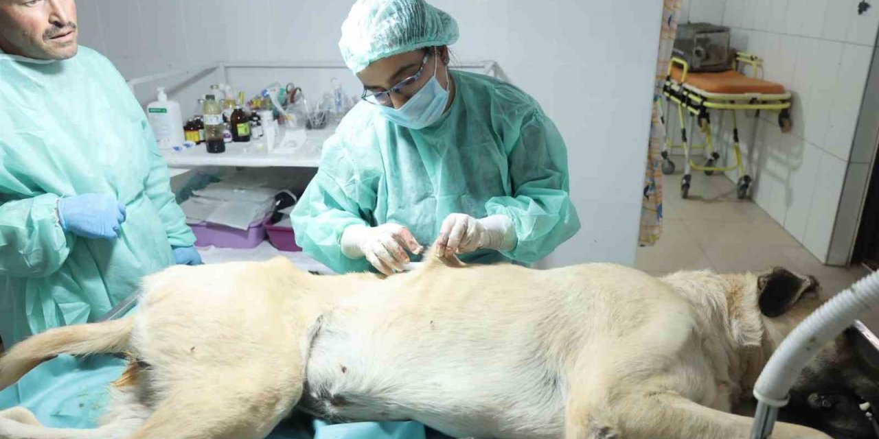 Elbistan’da sokak hayvanlarını kısırlaştırma ve aşılanma çalışması devam ediyor