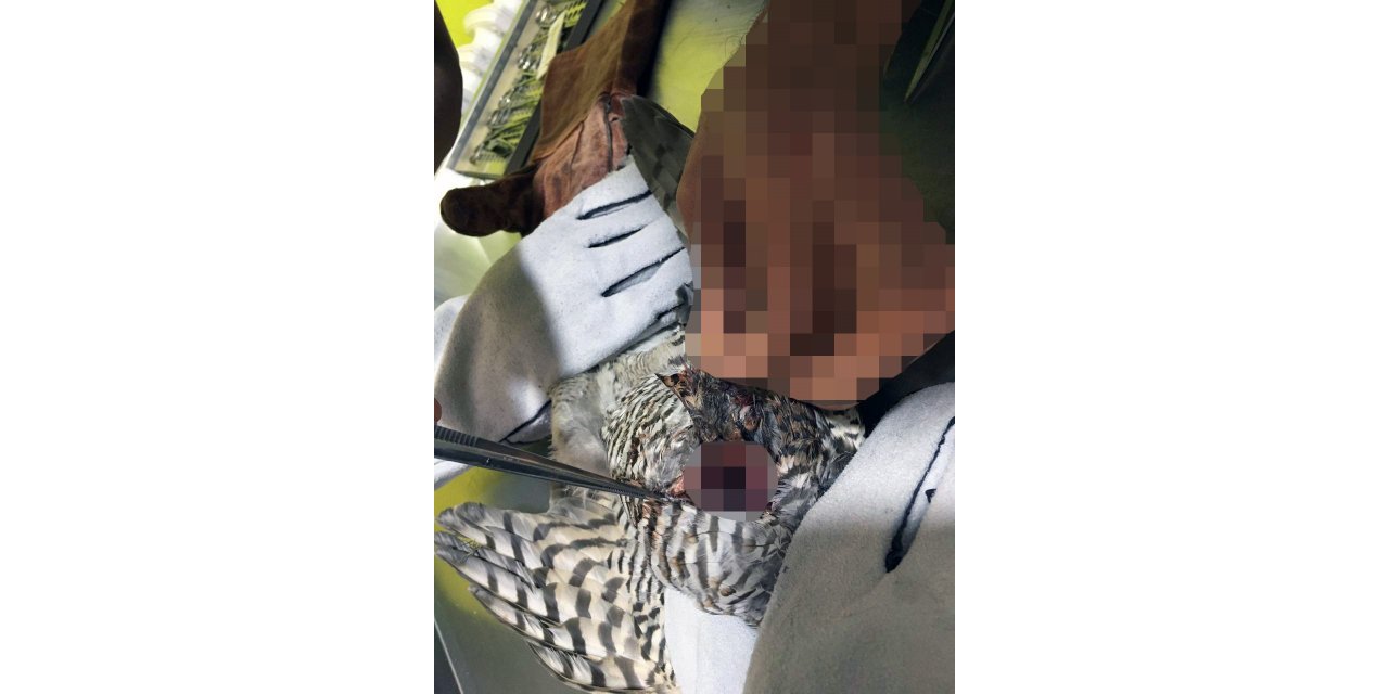 Kursağı yırtılan atmaca tedavi edildi