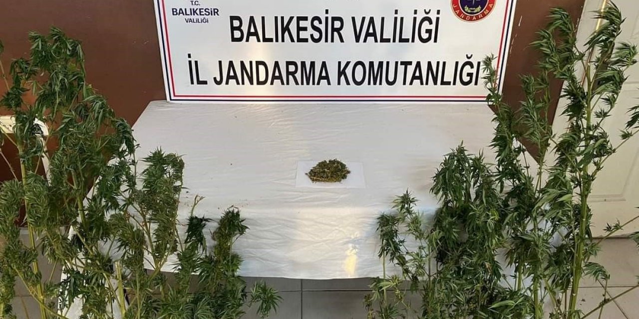 Kenevir yetiştirilen eve baskın