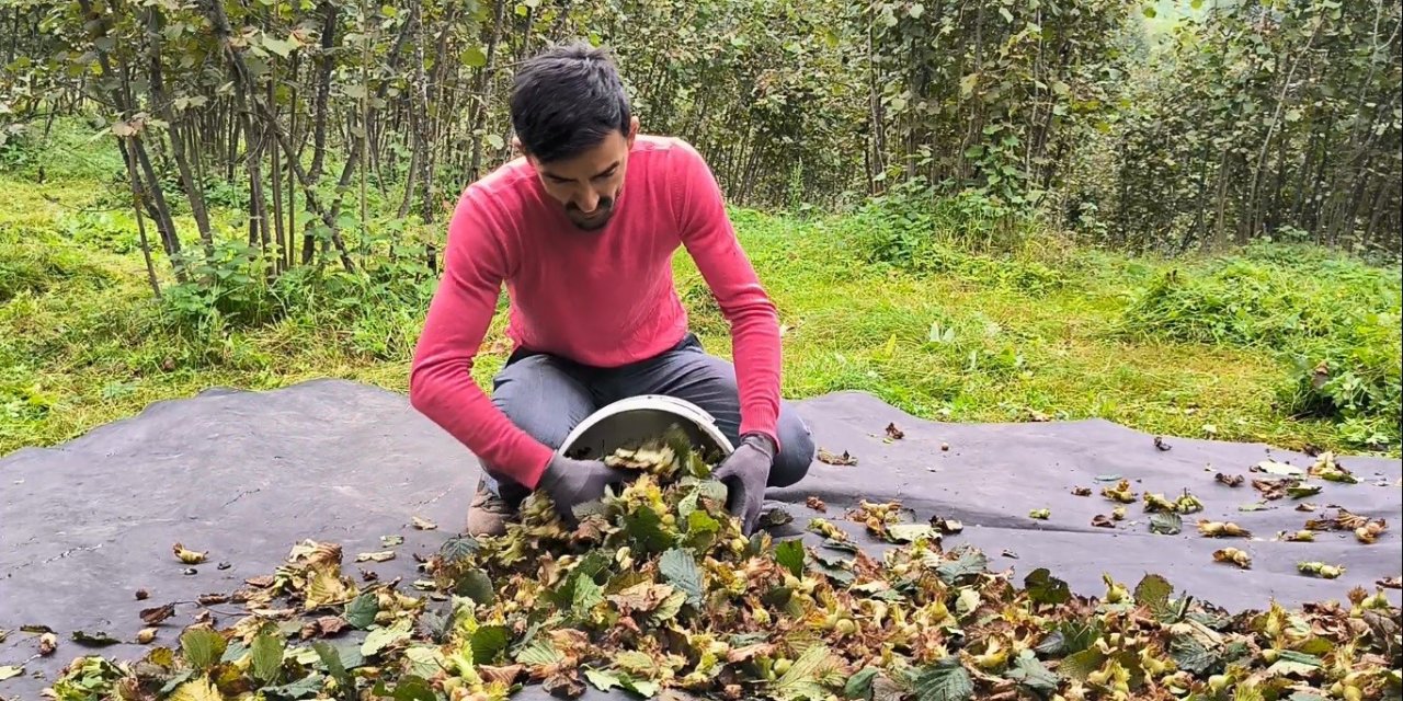 Ordu’da fındık hasat sezonu sonbaharda da devam ediyor