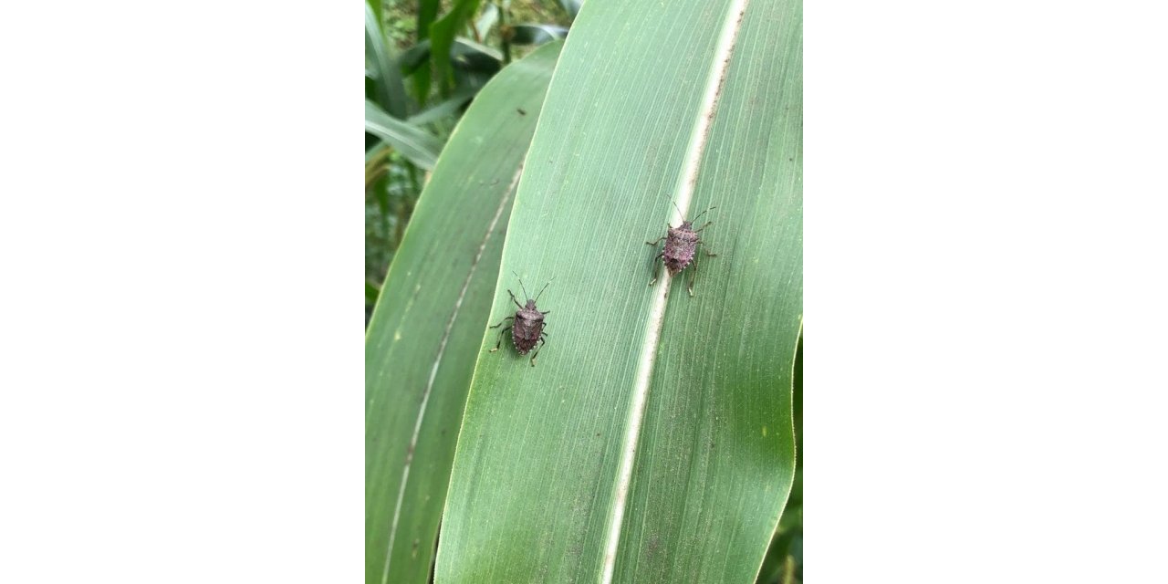 Tarım arazilerinde ‘kokarca’ tehlikesi