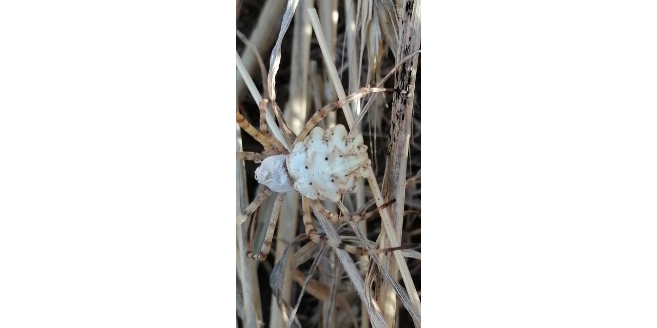 Bu kez Sivas’ta ortaya çıktı