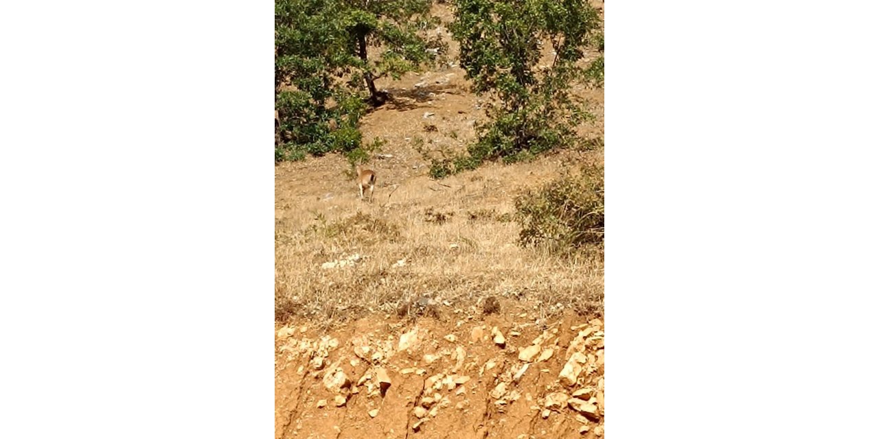 Sarım Çayında yaban keçileri görüntülendi