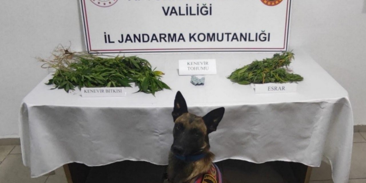 Jandarmadan esrar baskını