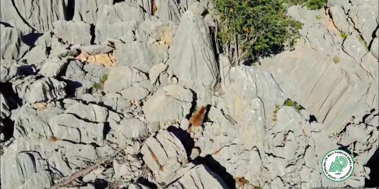 Antalya’da anne ayı ve ikizleri dron ile görüntülendi