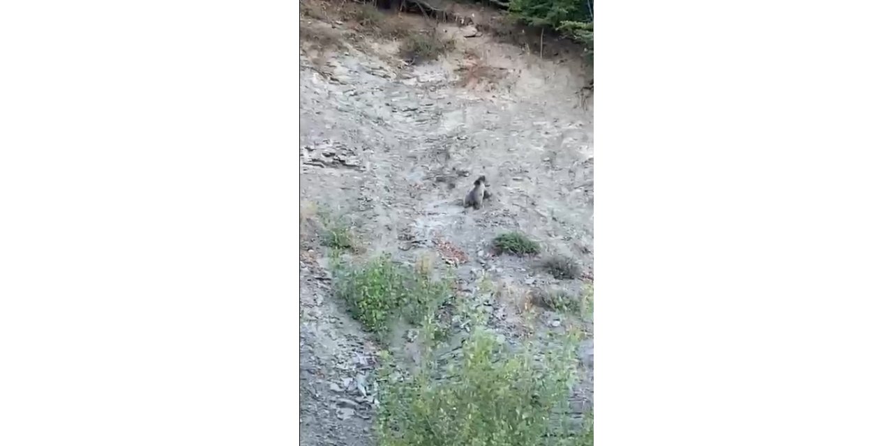 Kastamonu’da yollara çıkan ayılar kamerada