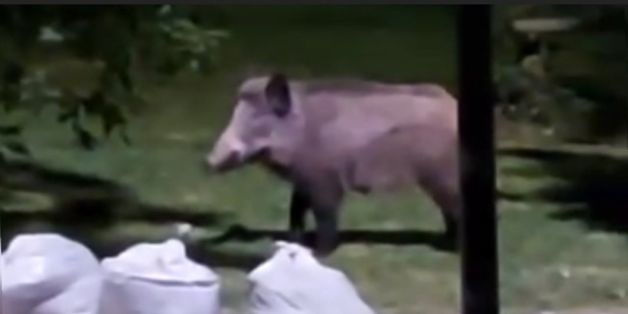 Sultangazi’de yiyecek arayan domuz sürüsü böyle görüntülendi