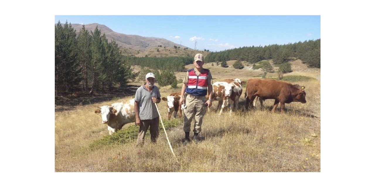 Kaybolan hayvanları jandarma ekipleri drone ile buldu