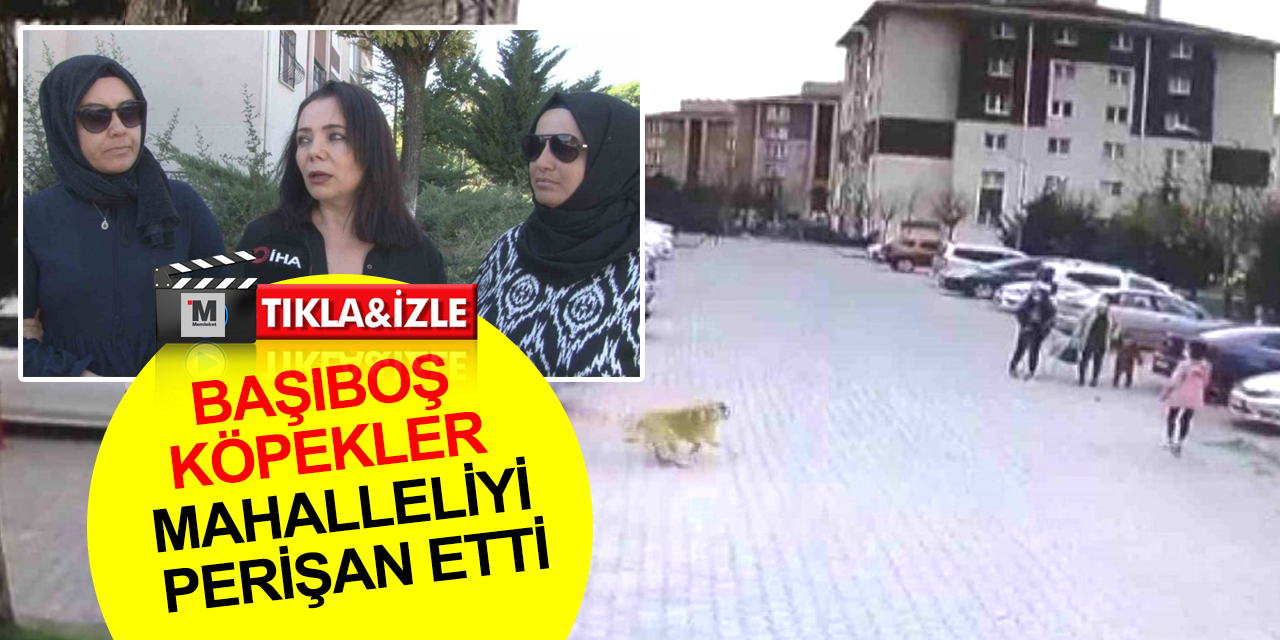 Ankara TOKİ konutlarında başıboş köpekler dehşet saçıyor! Mahalle sakinleri acil çözüm istiyor