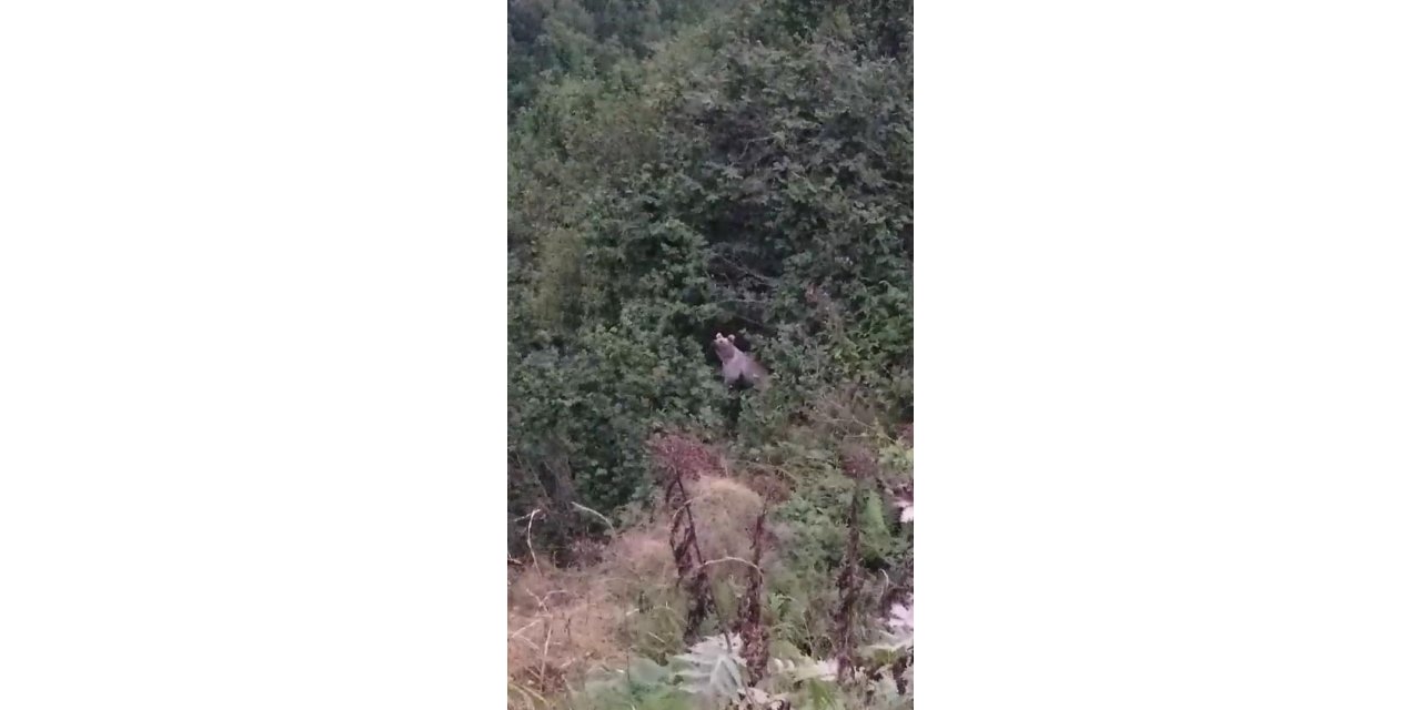 Ayıların fındık keyfi kameraya yansıdı