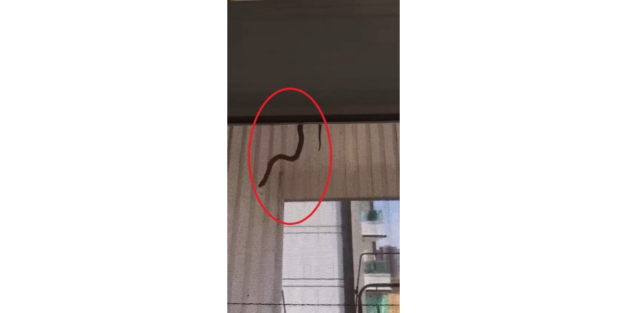 Evin içerisine giren yılan perdeden süzülerek inmeye çalıştı