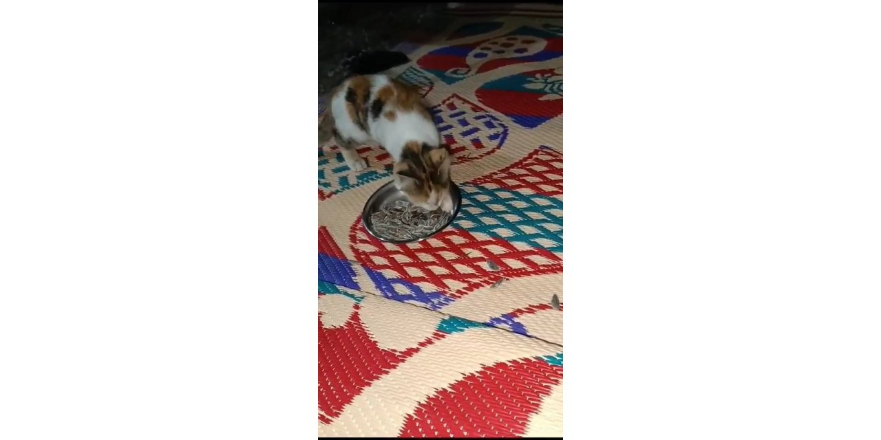 Bu da et değil, çekirdek yiyen kedi