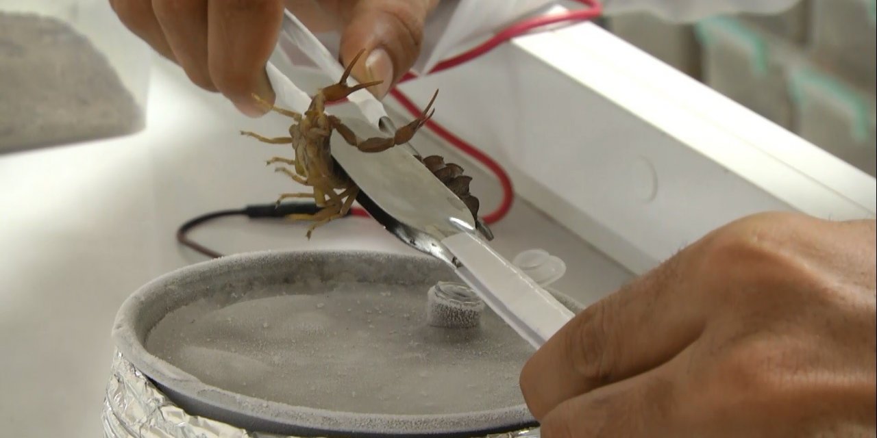 Babasının merakı akrep çiftliği kurdurdu