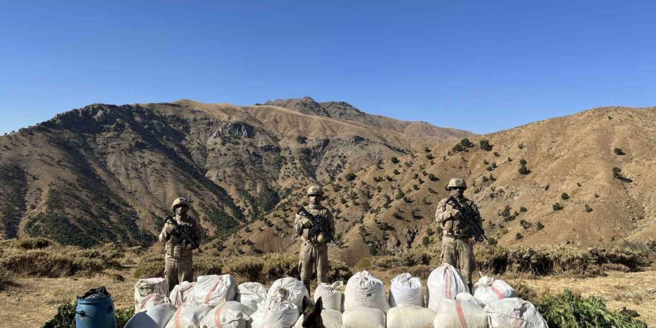 Bingöl’de 3 milyon 158 bin kök kenevir ele geçirildi