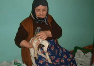 Yavru kuzuları evinde biberonla besliyor