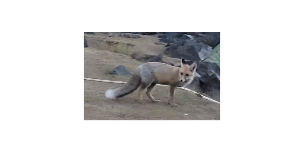 Aç kalan tilki dağcıların çadırına girdi