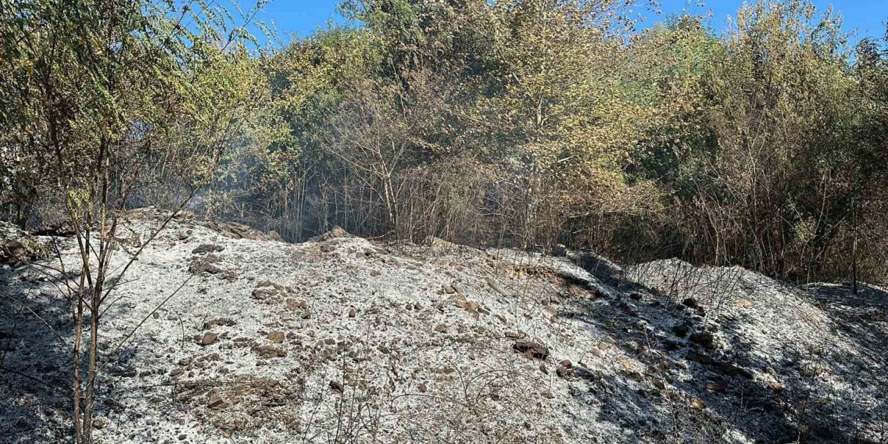 Düzce’de orman yangını