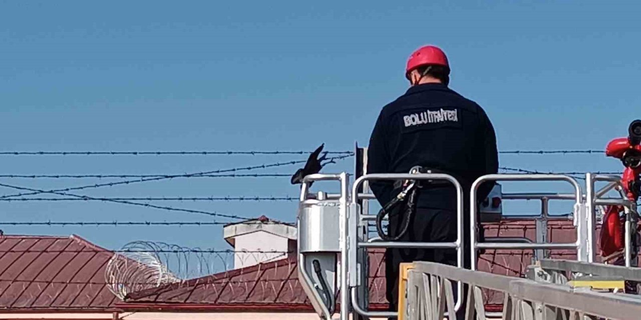 Bahçe tellerine takılan kargayı itfaiye kurtardı