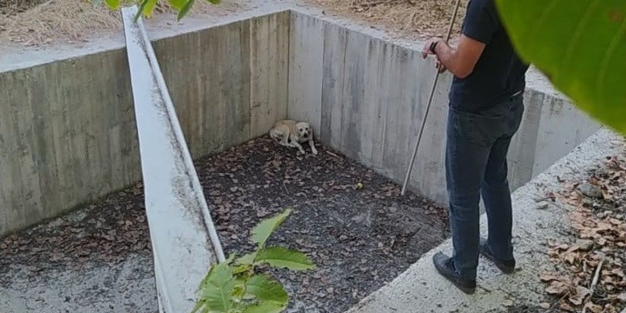 Boş havuza düşen köpeği belediye ekipleri kurtardı