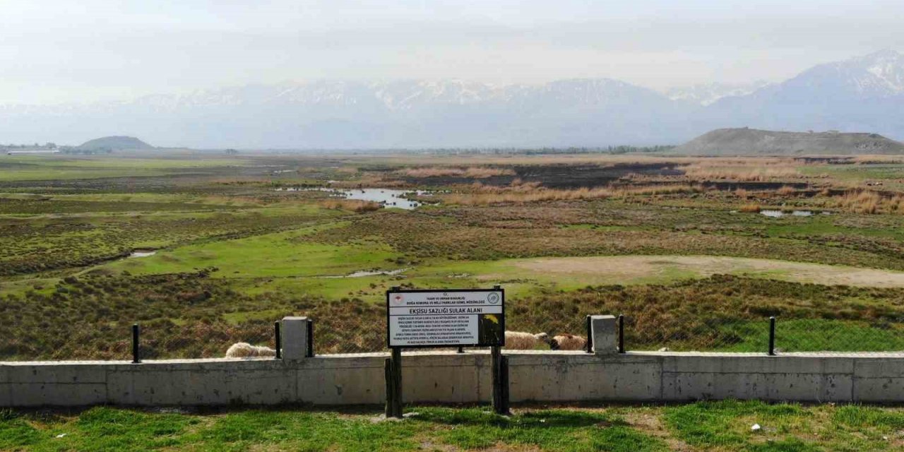 Göçmen kuşların Afrika- Asya yolculuğunun mola noktası: Ekşisu Sazlığı Sulak Alanı