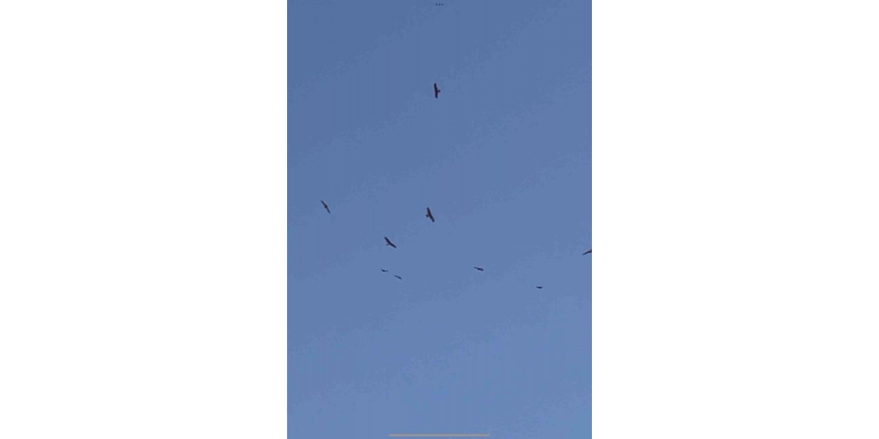 Adıyaman’da kara çaylak sürüsü görüldü