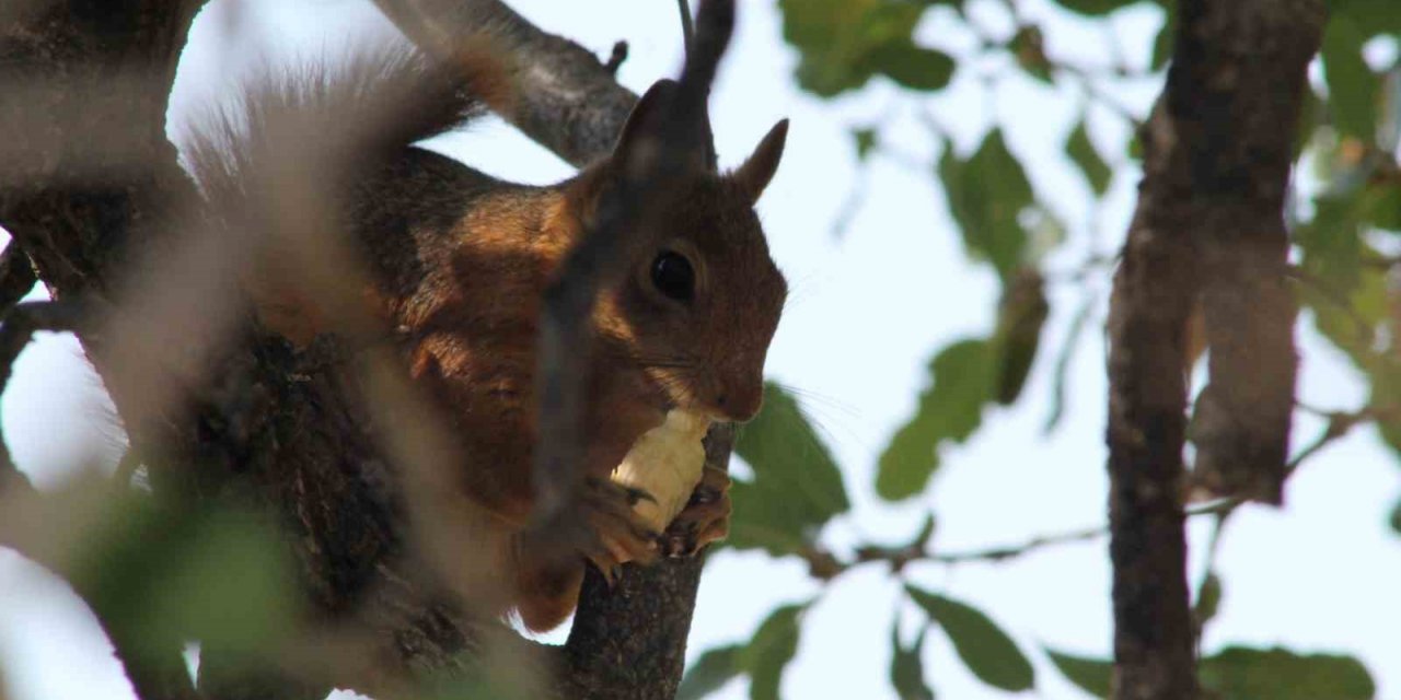 Sincabın meşe palamudu keyfi