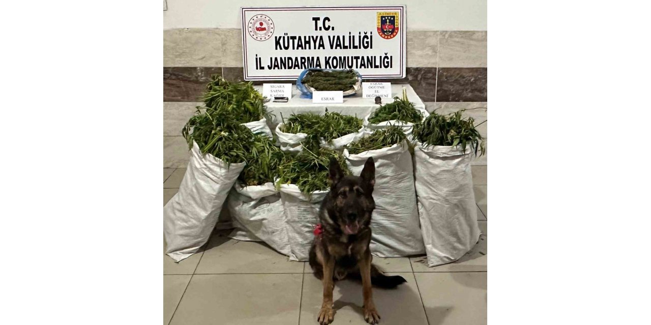 Tavşanlı’da evinde yüklü miktarda kubar esrar maddesi bulunan şüpheli tutukladı