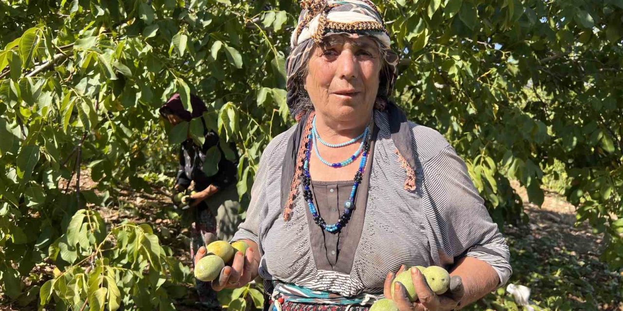 Maraş-18 cevizinde hasat dönemi