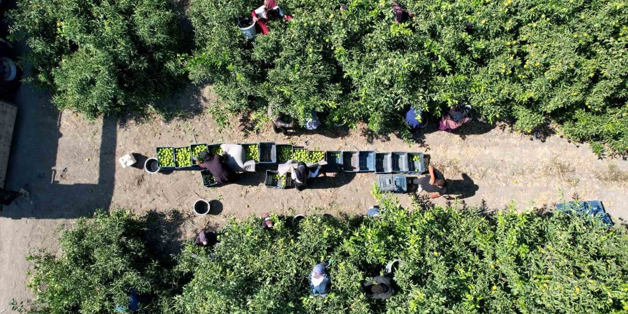 Mandalinada 1 milyon 350 bin ton rekolte bekleniyor