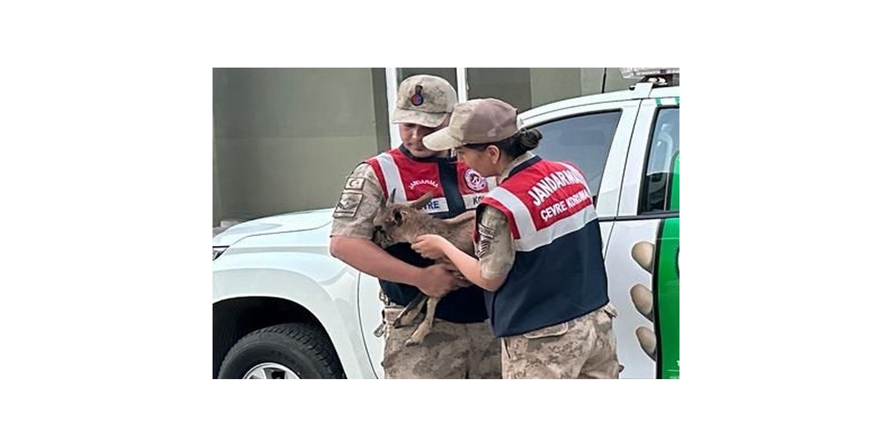 Yaralı yavru dağ keçisine jandarmanın şefkat eli