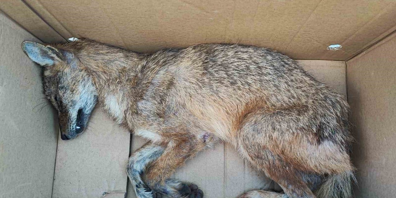 Yaralı halde bulunan çakal tedavi altına alındı