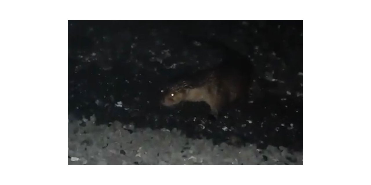 Denizden çıkan su samurunu beslediler