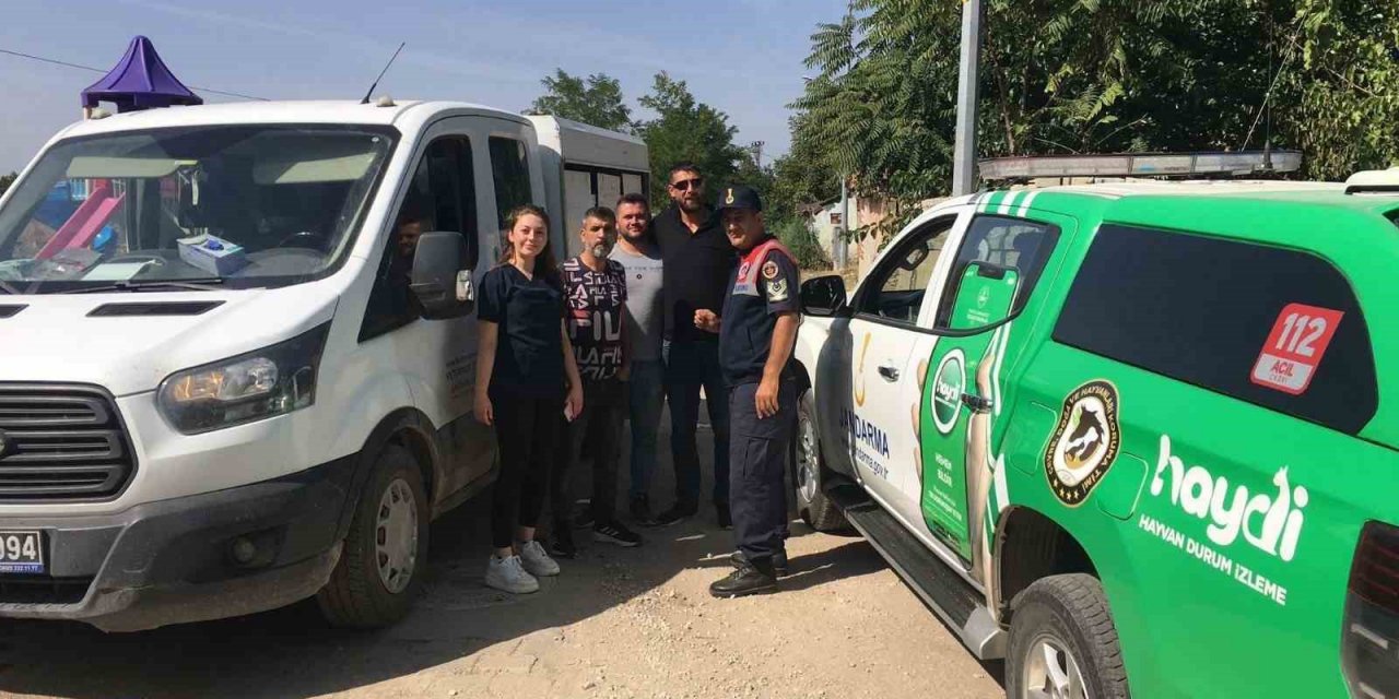 Sahipsiz köpek denetimi