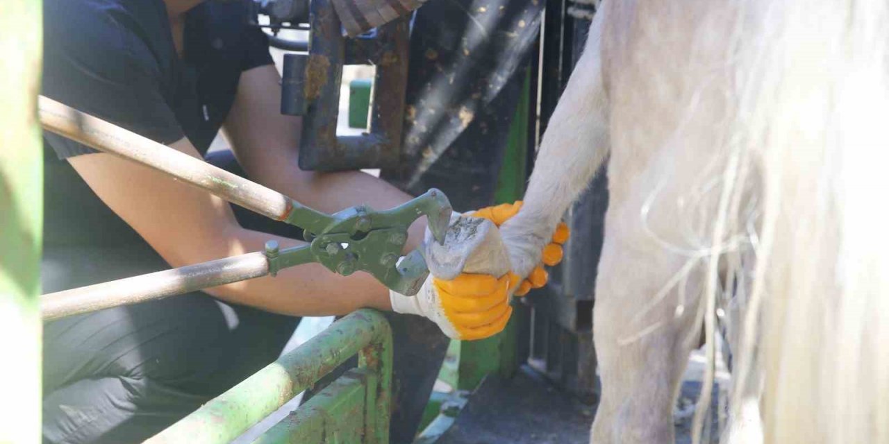 Antalya Doğal Yaşam Parkı’nda hayvanlar için tırnak bakımı